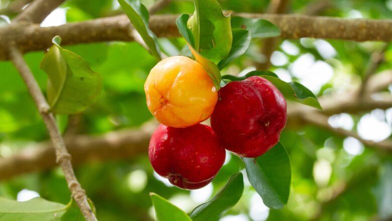 Alguns benefícios da acerola.